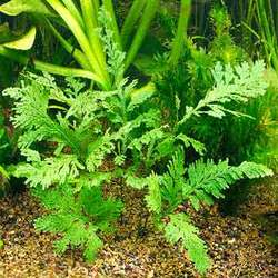 Manufacturers Exporters and Wholesale Suppliers of Aquarium Plants hyderabad Andhra Pradesh